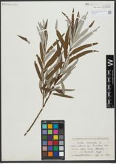 Foto von Salix viminalis L.